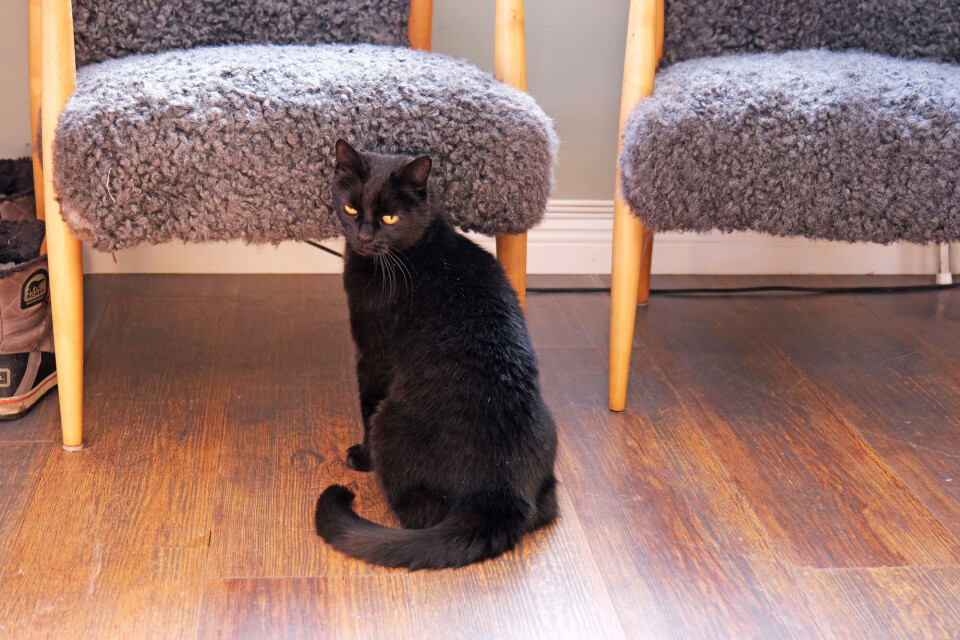 HYTTEKOS: Folk bestiller også nytt liv til gamle hyttemøbler. Safira liker dem også! (Foto: Kristin MacKie).