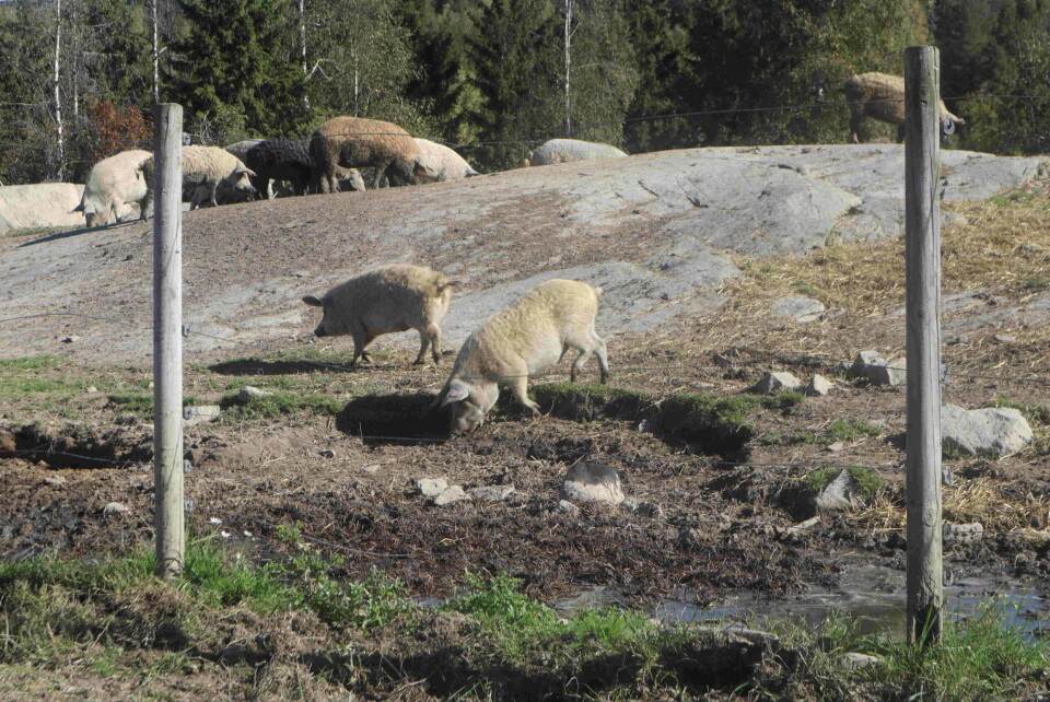 BEITER FRITT: Ullgrisene går sammen med kyrne på store beiter. – Ullgrisene forsvarer territoriet sitt mot rovdyr og passer på de andre dyra på gården. (Foto: Eva Alnes Holte)