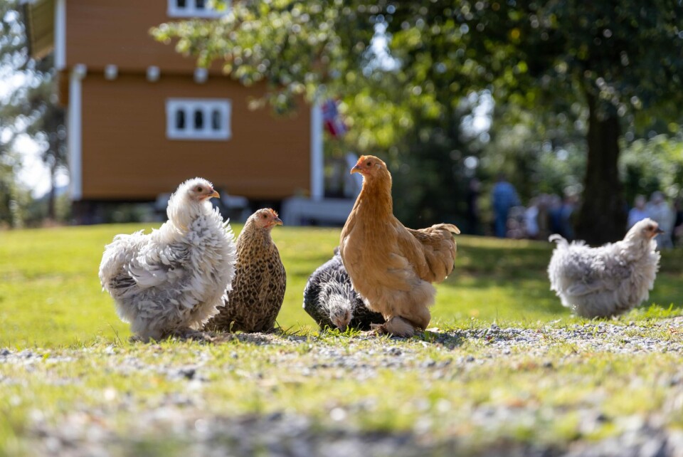 Biene sjekker inn på gården