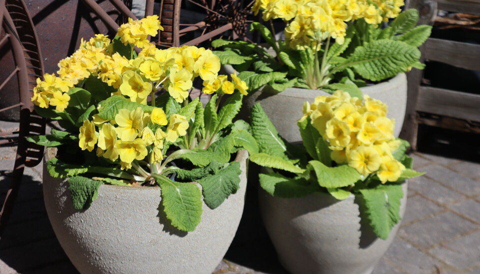 – Kirkenær er et lite sted, vi må stikke finger´n i jorda