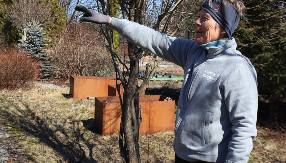 Eiendommen til Kirkenær Gartneri er på 8 mål. Inger Frette er full av ideer om hva som skal skje på uteområdet.