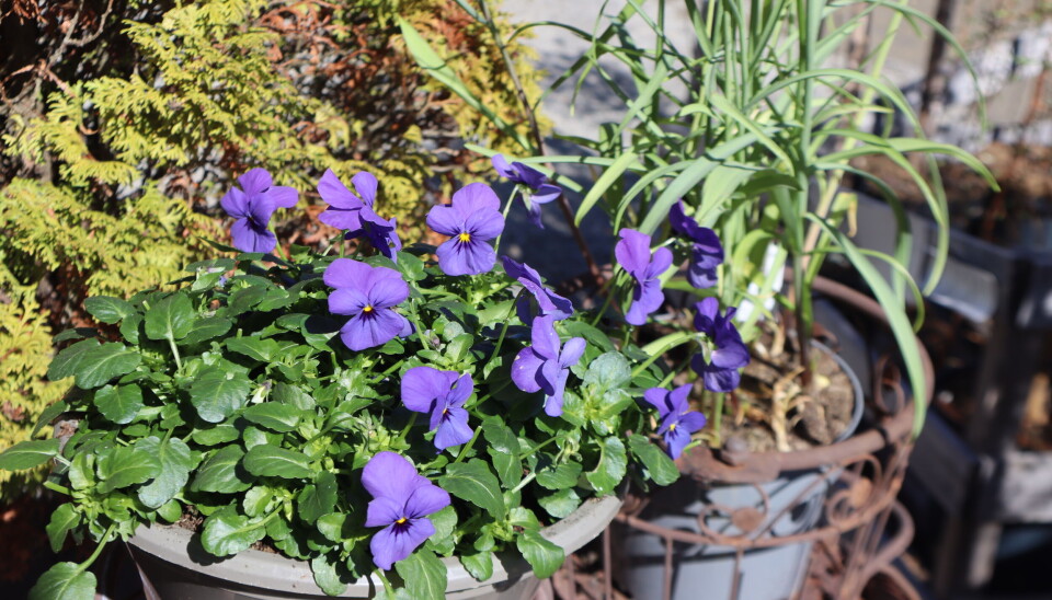 – Kirkenær er et lite sted, vi må stikke finger´n i jorda