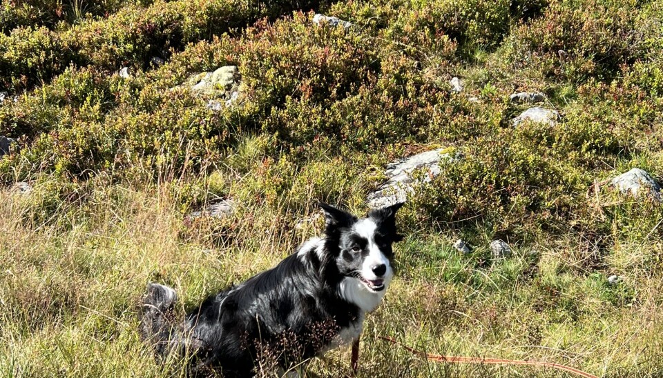 Feriegjestene velger fjell og bygder fremfor utlandet