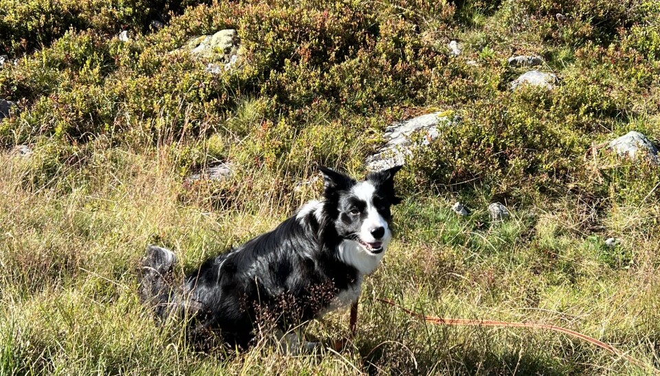 Feriegjestene velger fjell og bygder fremfor utlandet!
